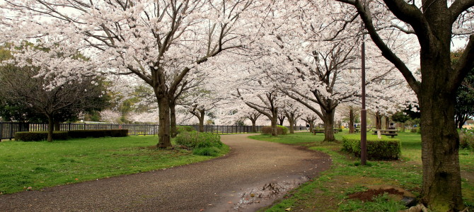 Obajoshi Park – A Rich History Just Around the Corner