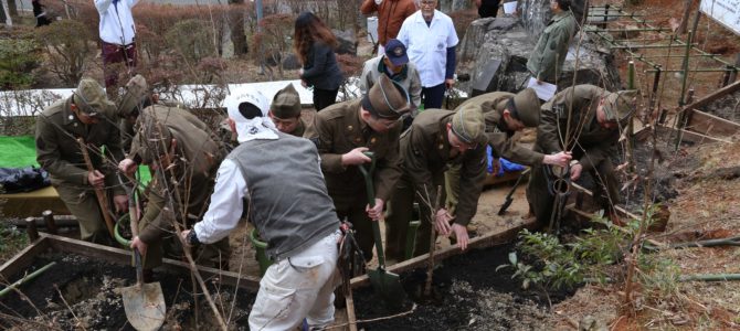 Aloha Sakura Trees Planted in Maizuru by Reenactors, Nisei Veterans and Family