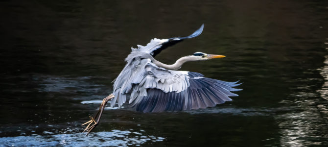 Chasing Birds in Yamato