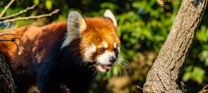 A visit to the Nogeyama Zoo